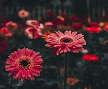Image result for HD Pink Daisies Background