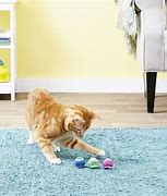 Image result for Best Indoor Cat Pairings