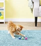 Image result for Cat Activity Toys