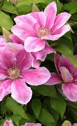 Image result for Clematis Pictures