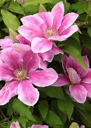 Image result for clematis 