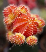 Image result for Types of Small Cactus