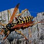 Image result for Hornet vs Wasp