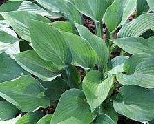 Image result for Hosta Halcyon