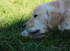 Image result for Dog Lazy Tail Up