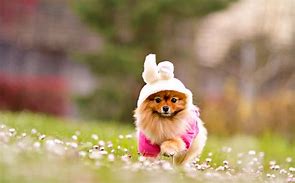 Image result for Cute Happy Wallpaper