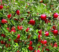 Image result for Mini Apple Tree