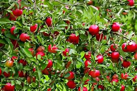 Image result for Dwarf Fruit Tree Apple