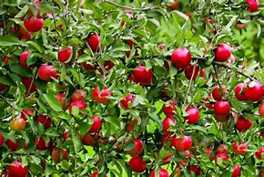 Image result for Dwarf Fruit Tree Garden