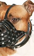 Image result for Dog Muzzle for Pitbull