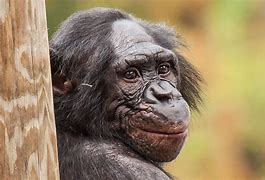 Image result for Bonobo Vs. Human