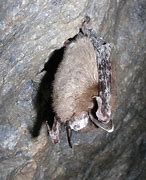 Image result for What Is a Fruit Bat Baby