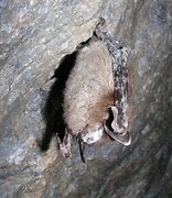 Image result for Dwarf Fruit Bat