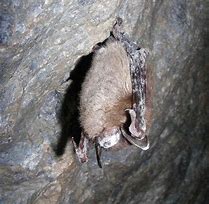Image result for UK Bats