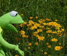 Image result for Flower Background with Kermit