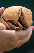 Image result for Cute Baby Armadillo