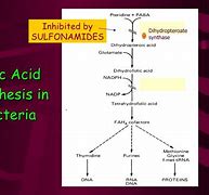 Image result for Folic Acid Synthesis