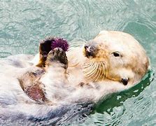 Image result for Sea Otter Eating Squid
