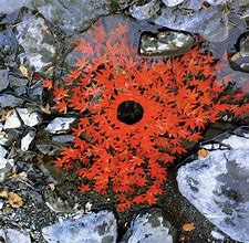 Image result for Andy Goldsworthy