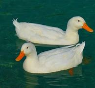 Image result for Pato Guca