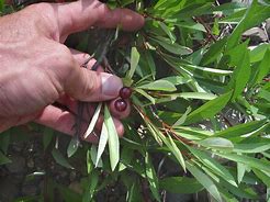 Image result for Prunus pumila depressa