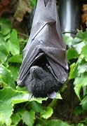 Image result for Fruit Bat Meme