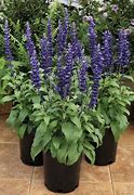 Image result for SALVIA FARINACEAE BLUE