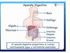 Image result for digesti�n