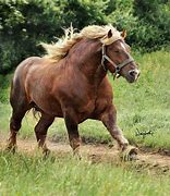 Image result for Most Muscular Horse Breeds