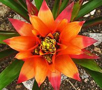 Image result for Plant with Orange Ball Flowers Brazil