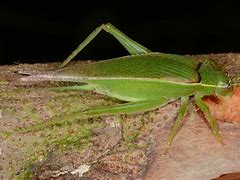 Image result for Bright Green Cave Cricket