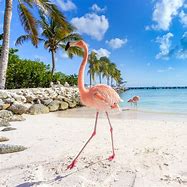 Image result for Flamingo Beach Aruba