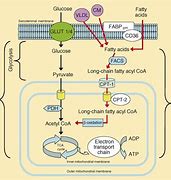 Image result for PPAR Signaling Pathway