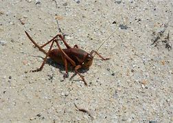 Image result for Be the Mormon Cricket Quotes