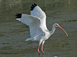 Image result for photo ibis
