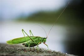 Image result for Chinese Lucky Cricket