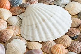 Image result for Ocean Clam Shell