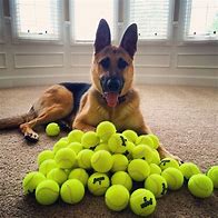 Image result for German Shepherd Memes About Balls