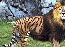 Image result for Liger Lion and Tiger