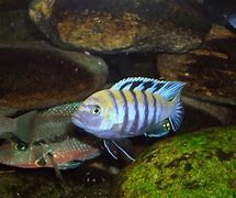 Image result for cynotilapia_afra