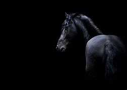 Image result for Horse Racing Black Background