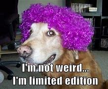 Image result for Funniest Dogs
