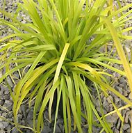 Image result for Carex oshimensis Everoro