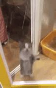 Image result for Excited Jumping Cat Meme