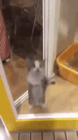 Image result for Excited Jumping Cat Meme