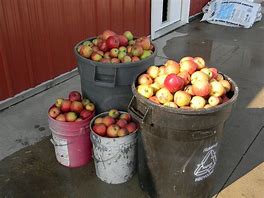 Image result for Apple Bushel Basket Clip Art