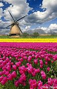 Image result for tulips gardens satellite view