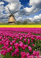 Image result for Happy Spring Holland Tulips