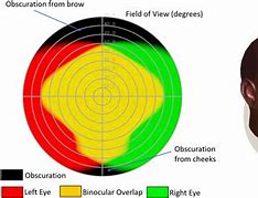 Image result for Peripheral Vision Chart