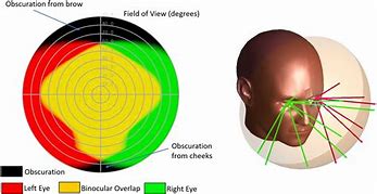 Image result for Peripheral Vision Images